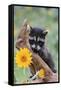 Raccoon Baby-null-Framed Stretched Canvas