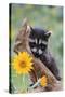 Raccoon Baby-null-Stretched Canvas