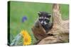 Raccoon Baby-null-Stretched Canvas