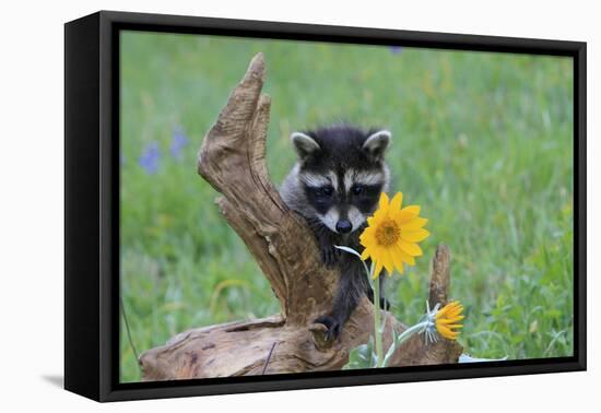 Raccoon Baby-null-Framed Stretched Canvas