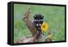 Raccoon Baby-null-Framed Stretched Canvas