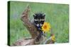 Raccoon Baby-null-Stretched Canvas