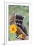 Raccoon Baby-null-Framed Photographic Print