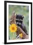 Raccoon Baby-null-Framed Photographic Print