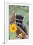 Raccoon Baby-null-Framed Photographic Print