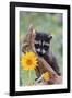 Raccoon Baby-null-Framed Photographic Print