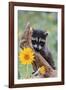 Raccoon Baby-null-Framed Photographic Print