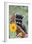 Raccoon Baby-null-Framed Photographic Print