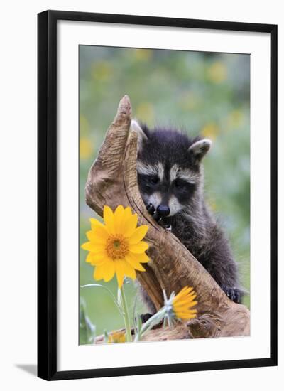 Raccoon Baby-null-Framed Photographic Print