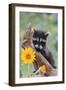 Raccoon Baby-null-Framed Photographic Print