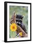 Raccoon Baby-null-Framed Photographic Print