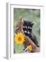 Raccoon Baby-null-Framed Photographic Print