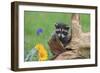 Raccoon Baby-null-Framed Photographic Print