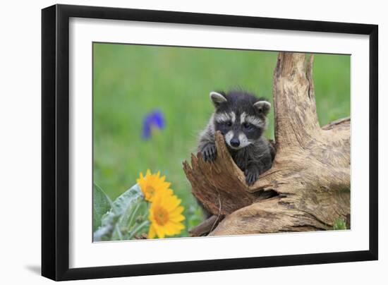 Raccoon Baby-null-Framed Photographic Print