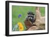 Raccoon Baby-null-Framed Photographic Print