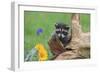 Raccoon Baby-null-Framed Photographic Print