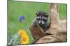 Raccoon Baby-null-Mounted Photographic Print