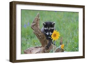 Raccoon Baby-null-Framed Photographic Print