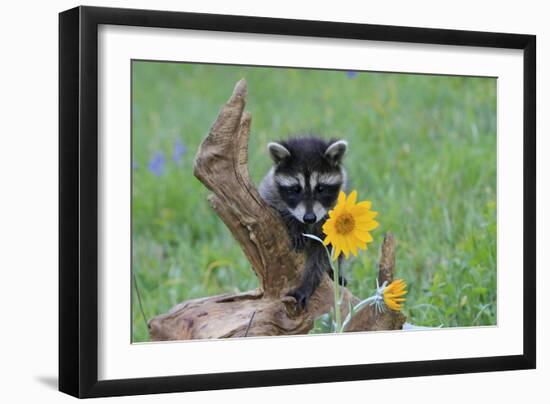 Raccoon Baby-null-Framed Photographic Print