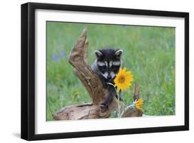 Raccoon Baby-null-Framed Photographic Print