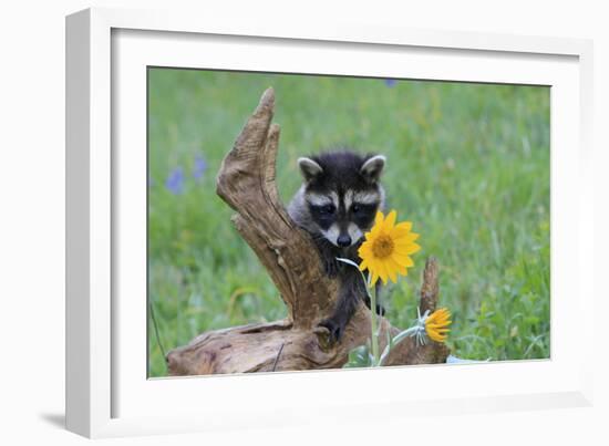 Raccoon Baby-null-Framed Photographic Print