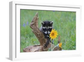 Raccoon Baby-null-Framed Photographic Print