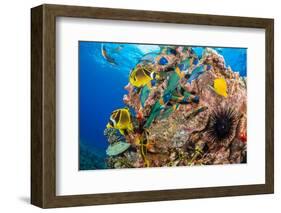 Raccoon butterflyfish, Saddle wrasse and Sea urchin on reef-David Fleetham-Framed Photographic Print