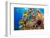 Raccoon butterflyfish, Saddle wrasse and Sea urchin on reef-David Fleetham-Framed Photographic Print