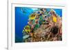 Raccoon butterflyfish, Saddle wrasse and Sea urchin on reef-David Fleetham-Framed Photographic Print