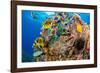 Raccoon butterflyfish, Saddle wrasse and Sea urchin on reef-David Fleetham-Framed Photographic Print