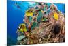 Raccoon butterflyfish, Saddle wrasse and Sea urchin on reef-David Fleetham-Mounted Photographic Print