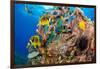 Raccoon butterflyfish, Saddle wrasse and Sea urchin on reef-David Fleetham-Framed Photographic Print