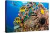 Raccoon butterflyfish, Saddle wrasse and Sea urchin on reef-David Fleetham-Stretched Canvas