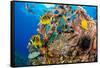 Raccoon butterflyfish, Saddle wrasse and Sea urchin on reef-David Fleetham-Framed Stretched Canvas