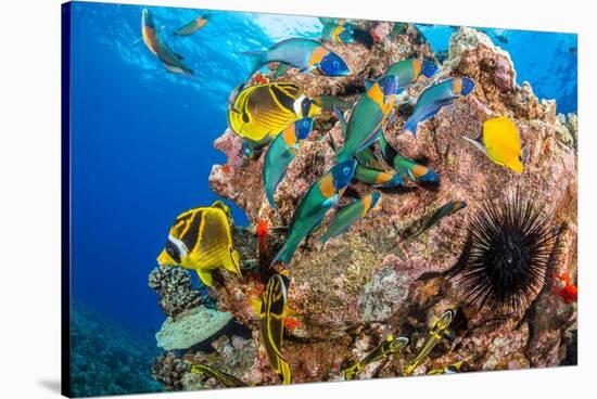 Raccoon butterflyfish, Saddle wrasse and Sea urchin on reef-David Fleetham-Stretched Canvas