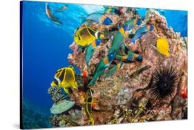 Raccoon butterflyfish, Saddle wrasse and Sea urchin on reef-David Fleetham-Stretched Canvas