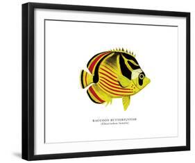 Raccoon Butterflyfish-The Drammis Collection-Framed Giclee Print