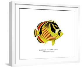 Raccoon Butterflyfish-The Drammis Collection-Framed Giclee Print