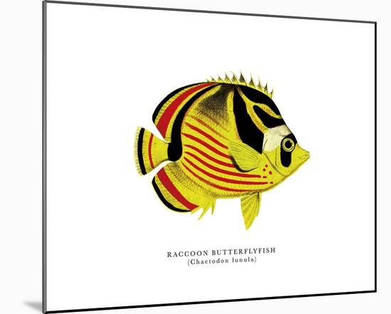 Raccoon Butterflyfish-The Drammis Collection-Mounted Giclee Print