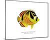 Raccoon Butterflyfish-The Drammis Collection-Mounted Giclee Print