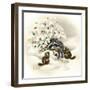 Raccoon, Chipmunks and Christmas Lights-Peggy Harris-Framed Giclee Print