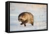 Raccoon dog walking across snow,  Vladivostok, Primorsky Krai, Far East Russia-Valeriy Maleev-Framed Stretched Canvas