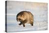 Raccoon dog walking across snow,  Vladivostok, Primorsky Krai, Far East Russia-Valeriy Maleev-Stretched Canvas