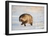 Raccoon dog walking across snow,  Vladivostok, Primorsky Krai, Far East Russia-Valeriy Maleev-Framed Photographic Print