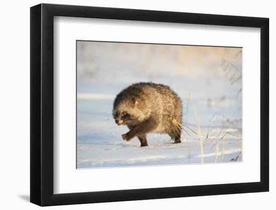Raccoon dog walking across snow,  Vladivostok, Primorsky Krai, Far East Russia-Valeriy Maleev-Framed Photographic Print
