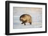 Raccoon dog walking across snow,  Vladivostok, Primorsky Krai, Far East Russia-Valeriy Maleev-Framed Photographic Print