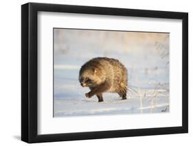 Raccoon dog walking across snow,  Vladivostok, Primorsky Krai, Far East Russia-Valeriy Maleev-Framed Photographic Print