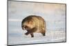 Raccoon dog walking across snow,  Vladivostok, Primorsky Krai, Far East Russia-Valeriy Maleev-Mounted Photographic Print