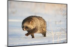 Raccoon dog walking across snow,  Vladivostok, Primorsky Krai, Far East Russia-Valeriy Maleev-Mounted Photographic Print