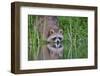 Raccoon drinking from a beaver pond in Acadia National Park-George Sanker-Framed Photographic Print